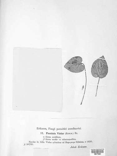 Puccinia violae image